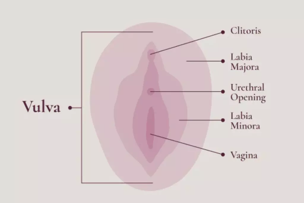 vulvar-cancer